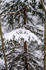Snow covered spruce tree branches, December, forest, cold weather
