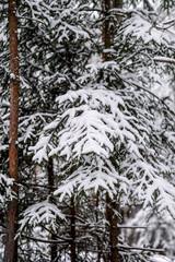 Snow covered spruce tree branches, December, forest, cold weather