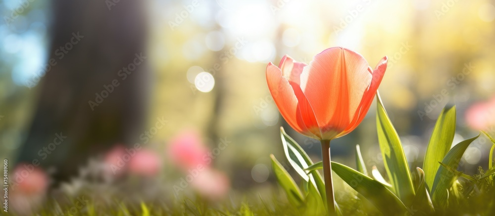 Canvas Prints A single orange flower, a tulip, is blooming in the grass in a park. The vibrant petals stand out against the natural landscape, creating a beautiful scene for macro photography enthusiasts