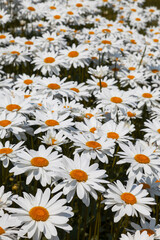 A summer field with large beautiful white flowers of daisies - 754990295