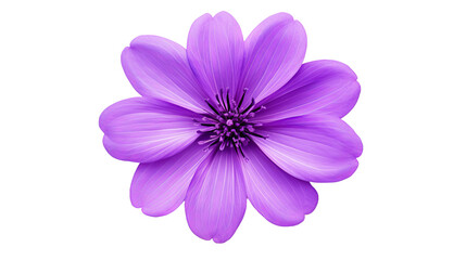 Obraz premium flower isolated on white background
