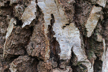 bark of a tree