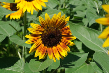 Sunflowers blooming in the park