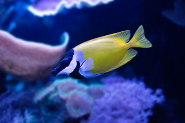 Fototapeta premium Natural shot of Foxface rabbitfish also known as Siganus vulpinus. 