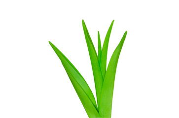 Single green lily leaf isolated on white background Floral leaves nature Young leaves of flowers Grass Spring time