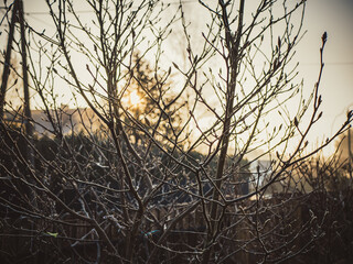 frozen twigs of apple paradise at sunrise