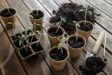 Replanting tomato seedlings in springtime