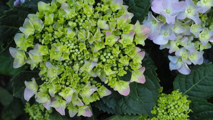 Greenish Lavish ball of budding flowers of Hydrangea (hortensia) on the left, with some pale pink...