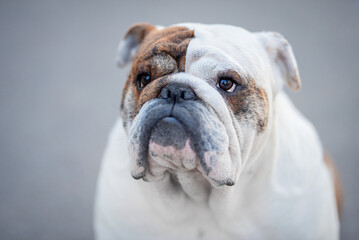 Beautiful brindle English Bulldog outdoor portrait, blurred background. Close up pet portrait in...