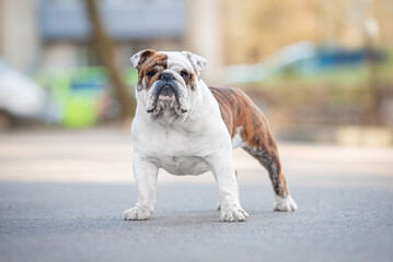Beautiful brindle English Bulldog outdoor stands at full height on the asphalt, blurred background....