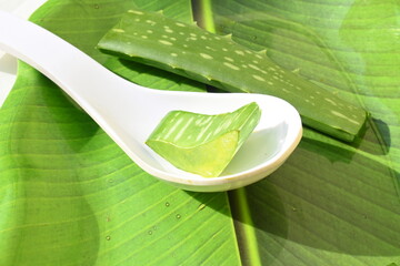 Aloe vera slices. Many Ayurvedic medicines are made using its juice. Its make topical...