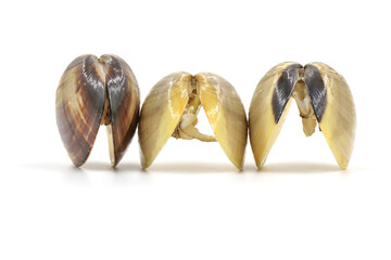 Closed up fresh baby clams, venus shell, shellfish, carpet clams, short necked clams, as raw food from the sea are the seafood ingredients. fresh clams Background.