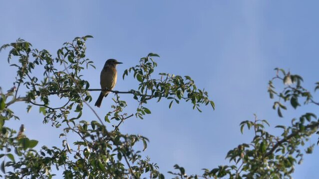 Hembra Tarabilla posada en Rosal Silvestre contra cielo azul.