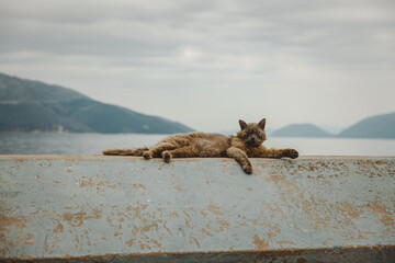 Stray cat sleeping on ledge with island mountains in background - 755000033