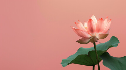 pink color lotus flower on the isolated pink background, copy space