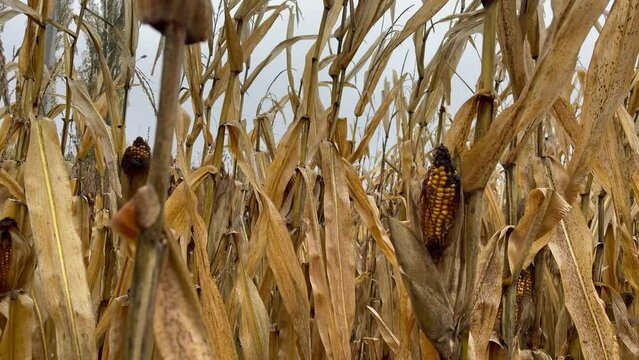 diseased pathology corn crop. Spoiled corn, dry stalks and diseased cobs, corn seeds