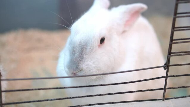 a white rabbit with red eyes looks out of the cage through the door along with a guinea pig, the concept of comfortable pet keeping