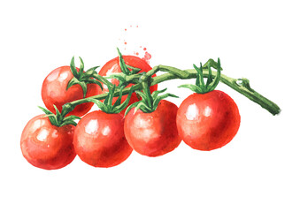 Fresh ripe cherry tomatoes on the branch, Hand drawn watercolor illustration, isolated on white background