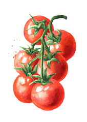 Fresh ripe cherry tomatoes on the branch. Hand drawn watercolor illustration, isolated on white background