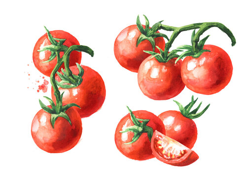 Fresh ripe cherry tomatoes on the branch set. Hand drawn watercolor illustration, isolated on white background