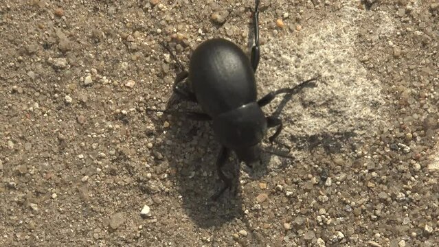 Eleodes (pinacate beetles or desert stink beetles) genus of darkling beetles, in family Tenebrionidae runs along ground near its burrow. View macro insect in wildlife