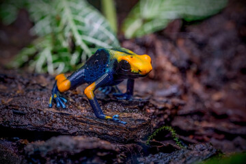 The Dyeing Poison Dart Frog (Dendrobates tinctorius)