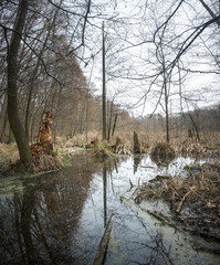 Teren podmokły, bagno w lesie. © Blaszko