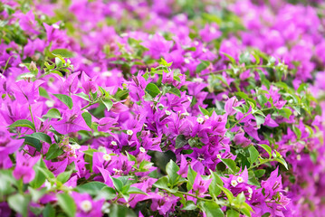 Blooming bougainvillea Magenta flowers close up, abstract natural background. south tropical beautiful plant. bright gentle floral image. template for design