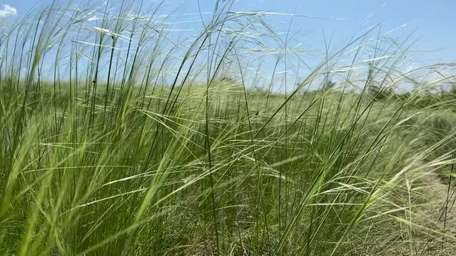 Thin stems of feather grass slowly sway in summer meadow from warm wind. Slow motion landscape