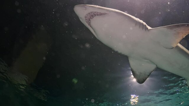 underwater filming white tiger shark swimming huge shark teeth underwater video