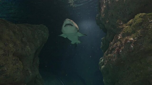 underwater filming white tiger shark swimming huge shark teeth underwater video