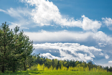 Spring forest and green grass against the background of beautiful clouds with blue skies. Spring natural landscape.