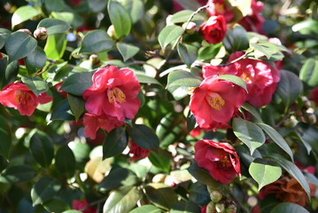 Camélia rose au printemps - 755008062