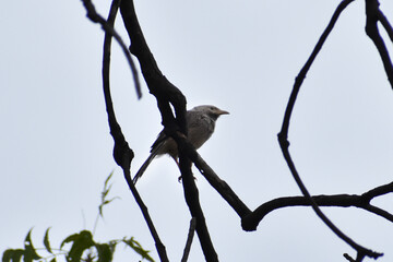 blackbird on a branch