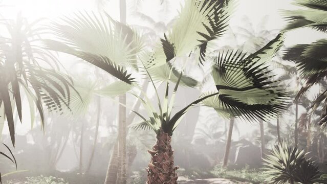 Palm trees in a mysterious foggy forest