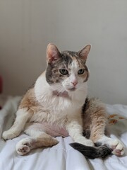 A White, Black and Orange Cat sitting on a bed