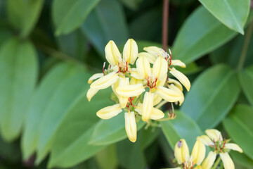 Beautiful Maiden's Jealousy flowers.