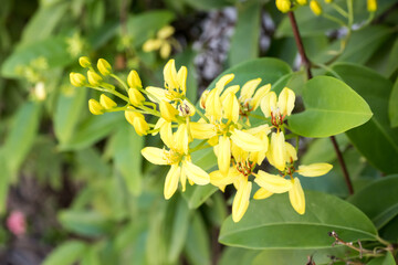 Beautiful Maiden's Jealousy flowers.