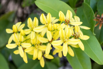 Obraz premium Beautiful Maiden's Jealousy flowers.
