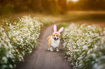 festive adorable puppy corgi dog in bunny ears, runs along a path along a flowered chamomile field on a sunny day
