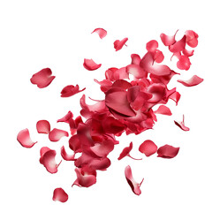 pink rose petals on white