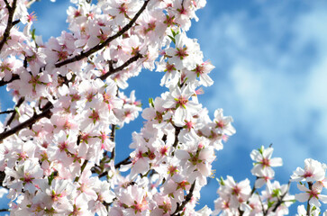 peach blossom in spring