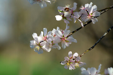 Obraz premium blossom in spring