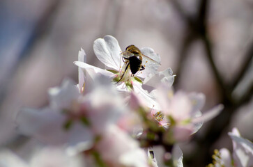 bee on a flower