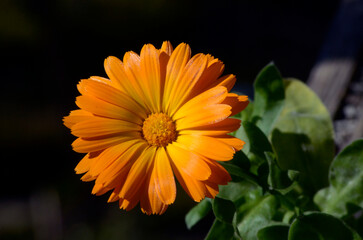 orange flower in the garden