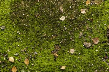 A mossy concrete surface with fallen tree leaves and loose pebbles