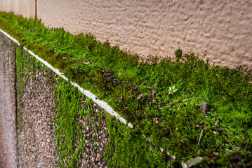 In some mosses, green vegetative structures, called gems, are produced on the phyllids, which can detach and form new plants