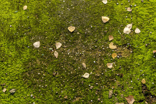 The life of the moss begins from a haploid spore, which germinates creating a protonema