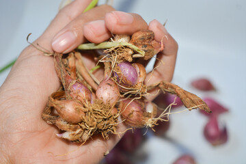 Red onion with cut in half isolated on white background.