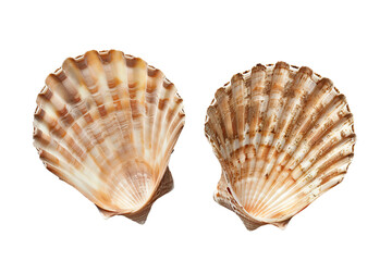 collection of isolated seashells
